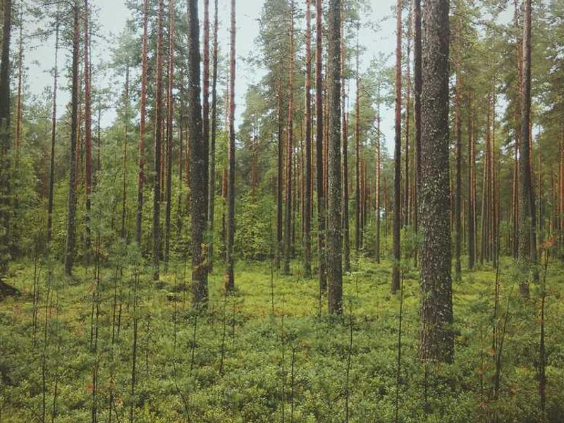 Line安卓版下载地址 - 官方正版链接